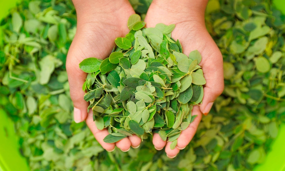 Top 5 Reasons to Add Moringa to Your Daily Routine